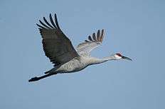 A Sandhill Crane