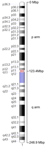 Map of Chromosome 1