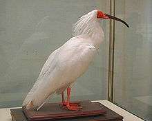 A stuffed white ibis with red legs and face and a black beak.