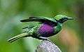 Iris Glossy Starling - side color.jpg