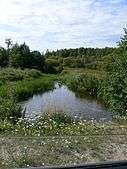 River in a meadow