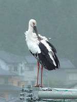 A black and white stork with red legs and a black beak.