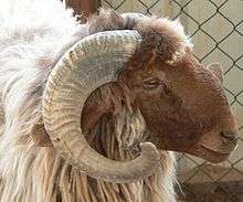 Awassi Sheep