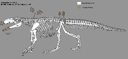 Skeleton restoration