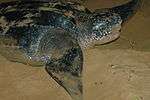 Leatherback turtle nesting at San Miguel Beach in Puerto Rico's Northeast Ecological Corridor. The leatherback turtle's "tears" are its way to shed excess salt.