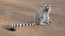 A cat-sized primate sits on the ground.  It has a long tail with alternating black and white stripes. Its hind limbs are longer than its forelimbs. The color of the chest and throat is white, and the back is gray. The crown is dark gray, while the ears and cheeks are white. The muzzle is dark grayish and the nose is black, and the eyes are encompassed by black lozenge-shaped patches.