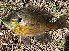  Side view of a greenish fish in vegetation with blue finds and a dark blue spot near its gill.