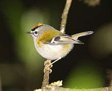 small bird with greenish upperparts, orange crown and white supercilium