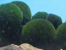 Large green balls of a plant under water.