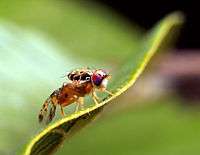 Black and orange fly with red eyes sitting on a leaf.