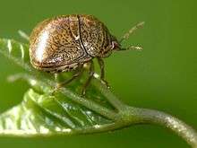 A glossy olive brown bug with black speckles facing right on a green leaf: The bug has a rounded squat shape with six legs, protruding red brown eyes, and prominent antennae.