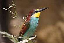 Merops apiaster - Tiergarten Schönbrunn 5.jpg