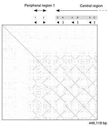 A dot plot showing different patterns of self-similarity within the first five genes of the mouse Mup cluster