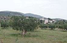 Olive trees in Yerakini