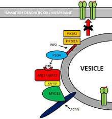 Picture showing PSD4 - ARL14/ARF7 - MYO1E Pathway.