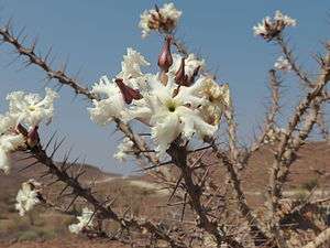 Pachypodium lealii 3.JPG