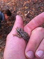 Brown color morph