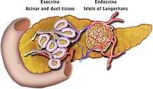 This is an illustration of the pancreas and its main locations for exocrine and endocrine functions.