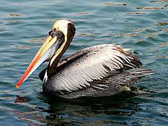 Peruvian pelican