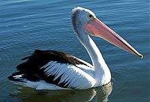 Australian pelican