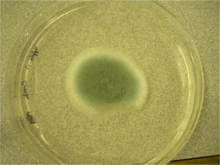 Petri dish with colonies of Penicillium digitatum