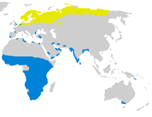 Generally Ruffs migrate north and breed in the northern hemisphere from about May to August, and generally at the end of the breeding season they migrate south and spend several months the Sub-Tropics before migrating north again