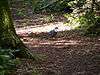 Pigeon in Furzefield Wood