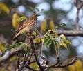 Pipit Bushveld 2015 06 03 ZRR 6212.jpg