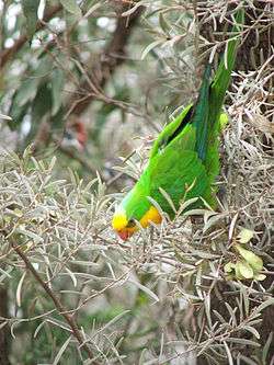 Superb parrot amid foliage