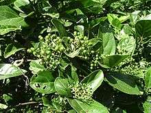 Green leaves with tiny green fruit