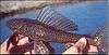 Human hands holding a long brown spotted fish with 11 ridges in its spiked dorsal fin and long pectoral and pelvic fins