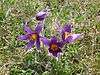 Pulsatilla Vulgaris On Therfield Heath