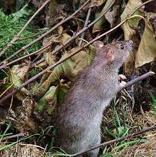 Gray-brown rat standing