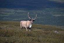 Photo d'un renne dans la vallée de Tjulträsk.