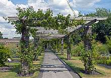 A open-topped passageway of brick pillars and wooden beams with roses growing around in a garden setting under a blue sky with fluffy clouds