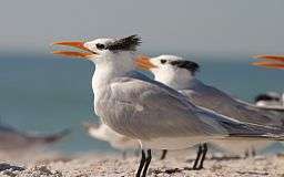 Several terns with black feathers emerging crownlike from the back of their heads stand on the beach, their orange bills open