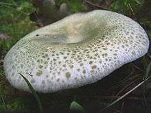 Mushroom cap with small green patches on a light green surface. The cap becomes greener towards the center as the concentrations of patches increases; the center of the cap surface is depressed.