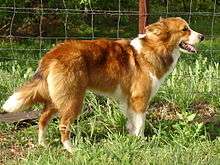 Old Time Farm Shepherd Dog