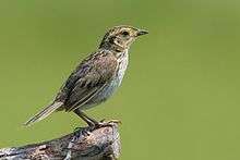 A drab brown bird sits on top of a log