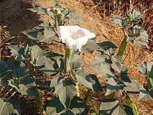 A small white flower grows above a congregation of green leaves