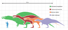 Scale drawing; Baryonyx was much bigger than a human, but mid-sized compared with other spinosaurids.