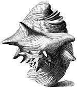 Antique illustration of large sea snail shell with flaring lip, as viewed more or less from the apex