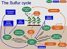 Diagram of the sulfur cycle