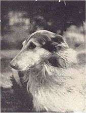 Black and white photograph with head and partial body of a rough collie whose body is facing right but head is turned back to look behind him.