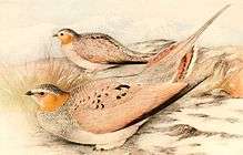 Tibetan sandgrouse