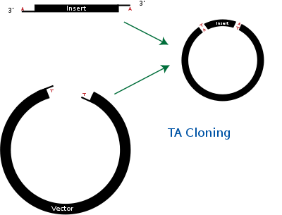 Diagram of TA Cloning.