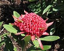 a red flowerhead nestled among green foliage in a park setting