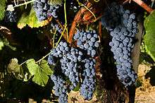 Several cluster of blue-black grapes hang from the vine