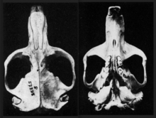 Dorsal and ventral views of a camas gopher skull