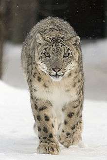 Snow leopard